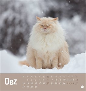 Tierisch entspannte Katzen Postkartenkalender 2026