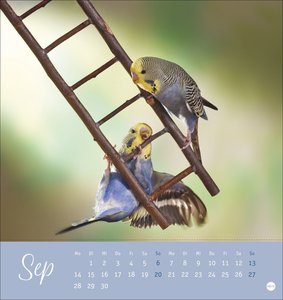 Freche Wellensittiche Postkartenkalender 2026