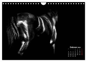 Pferde zwischen Licht und Schatten (Wandkalender 2024 DIN A4 quer), CALVENDO Monatskalender