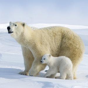Polar Bears/Eisbärchen 2022