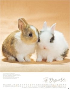 Kaninchenkinder Posterkalender 2025