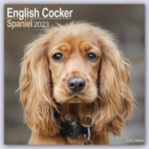 English Cocker Spaniel - Englische Cockerspaniels 2023 - 16-Monatskalender