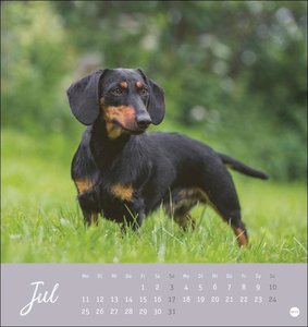 Dackel Postkartenkalender 2022