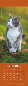 Katzen Lesezeichen & Kalender 2026