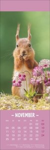 Eichhörnchen Lesezeichen & Kalender 2024. Süße kleine Aufmerksamkeit zu Weihnachten für Tierfreunde: Niedliche Eichhörnchenfotos, praktischer kleiner Kalender und Lesezeichen in einem!