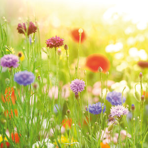 Gute Laune Garten 2022