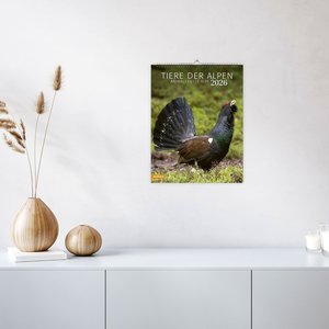 Tiere der Alpen Kalender 2026