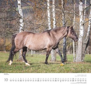Geliebte Pferde 2025 – DUMONT-Wandkalender – Pferdefotografie von Christiane Slawik Format – 38,0 x 35,5 cm