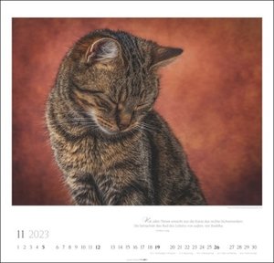 Katzen - Diven auf Samtpfoten Kalender 2023. Eigenwillig und geliebt: Katzen-Porträts in einem großen Wandkalender. Tierkalender 2023 für Katzenfans.