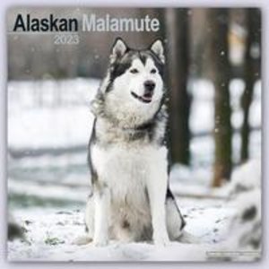 Alaskan Malamute 2023 - 16-Monatskalender