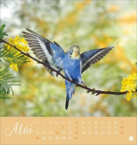 Freche Wellensittiche Postkartenkalender 2026
