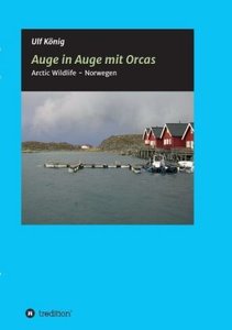 Auge in Auge mit Orcas