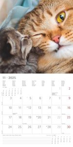 Alpha Edition - Funny Cats 2025 Broschürenkalender, 30x30cm, Wandkalender mit Platz für Notizen und Termine, lustige Katzen-Motive, Monatsübersicht und Ferientermine DE/AT/CH