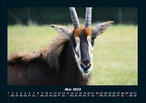 Tierkalender 2022 Fotokalender DIN A4