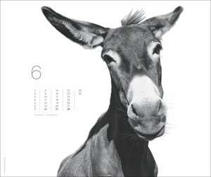 Black & White Animals 2026