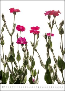 Flora 2022 – Blumen-Kalender von DUMONT– Foto-Kunst von Tan Kadam – Poster-Format 50 x 70 cm