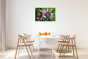 Premium Textil-Leinwand 90 cm x 60 cm quer Passiflora belotii ´Kaiserin Eugenie` x