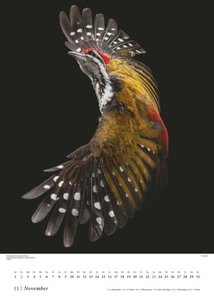 Tim Flach: Vögel 2025 – Posterkalender von DUMONT– Vogel-Porträts von Tim Flach – Poster-Format 50 x 70 cm