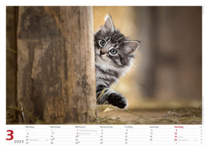 Katzen 2023 Bildkalender A3 quer - Oliver Giel