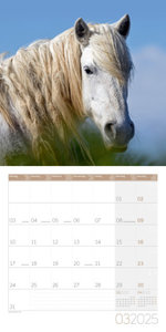 Pferde Kalender 2025 - 30x30