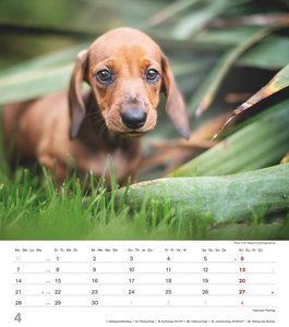 Niedliche Hundekinder 2025 - Wand-Kalender - Tier-Kalender - 30x34