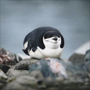 Pinguine 2025