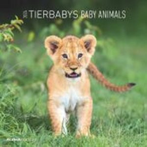 Tierbabys 2024 - Broschürenkalender 30x30 cm (30x60 geöffnet) - Kalender mit Platz für Notizen - Baby Animals - Bildkalender - Wandplaner - Alpha Edition