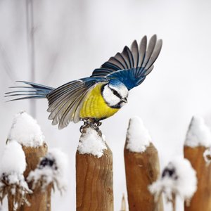 Heimische Vögel 2022
