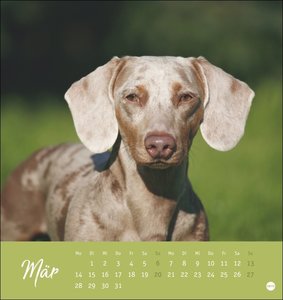 Dackel Postkartenkalender 2022