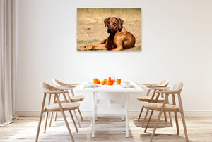 Premium Textil-Leinwand 120 cm x 80 cm quer Ein Motiv aus dem Kalender Ridgebacks - Hunde aus Afrika