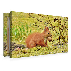 Premium Textil-Leinwand 75 cm x 50 cm quer Ein Eichhörnchen sorgt für den Winter vor.
