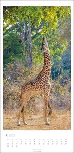 Giraffen Kalender 2025