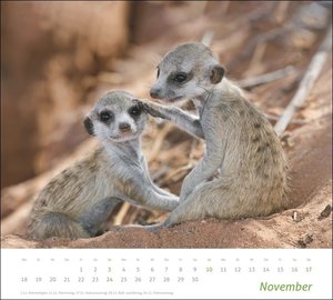 Erdmännchen Bildkalender 2024. Die süßen neugierigen Tiere toll abgelichtet in einem Wandkalendert. Hochwertiger Fotokalender für Tierfreunde.