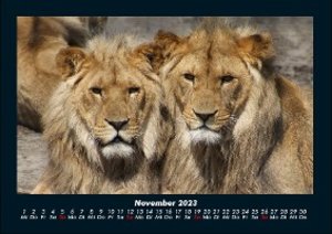 Tierkalender  2023 Fotokalender DIN A4