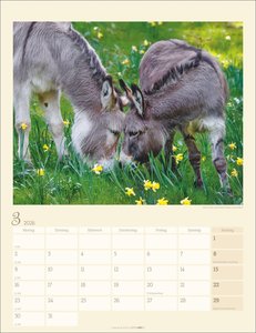 Esel Kalender 2026
