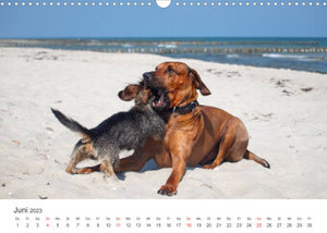 Ridgebacks - Hunde aus Afrika (Wandkalender 2023 DIN A3 quer)