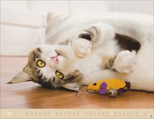 Monika Wegler: Katzenkalender 2026