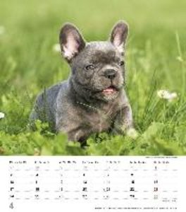 Niedliche Hundekinder 2023 - Wand-Kalender - Tier-Kalender - 30x34