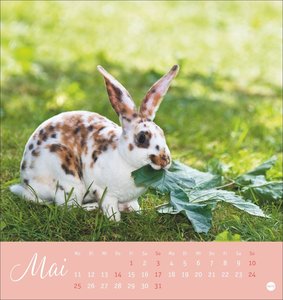 Süße Kaninchen Postkartenkalender 2026