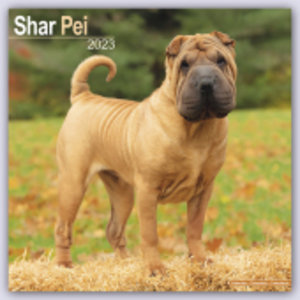 Shar Pei - Shar-Pei 2023 - 16-Monatskalender