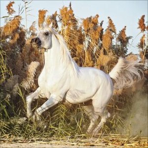 Horses 2025