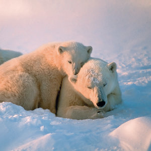 Polar Bears/Eisbärchen 2022