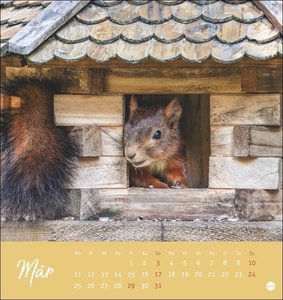 Eichhörnchen Postkartenkalender 2024. Dekorativer Monats-Tischkalender zum Aufstellen oder Aufhängen. Fotokalender voll niedlicher Eichhörnchenbilder, als Postkarten zum Sammeln und Verschicken.