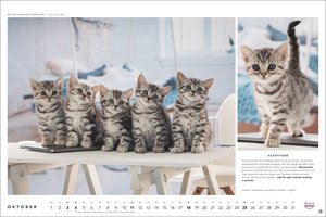 Whiskas Katzenkalender 2026