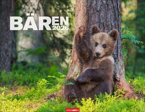Bären 2026