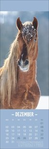 Pferde Lesezeichen & Kalender 2024. Tolle Pferdefotos in kleinem Format. Zweifach verwendbar, ein hübscher kleiner Tierkalender. Perfekt als kleine Aufmerksamkeit für Pferdeliebhaber.