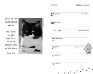 Katzen Taschenkalender 2023