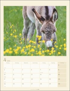 Esel-Kalender 2023. Jahres-Wandkalender 2023 mit Fotos von Jean-Louis Klein und Marie-Luce Hubert. Tierkalender mit süßen Eselfotos. Planer mit Platz zum Eintragen. Hochformat 30x39 cm