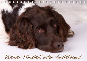Kleiner Münsterländer Vorstehhund