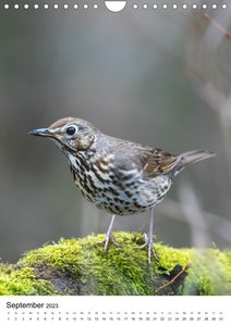 Heimische Vögel in Ihren Gärten (Wandkalender 2023 DIN A4 hoch)